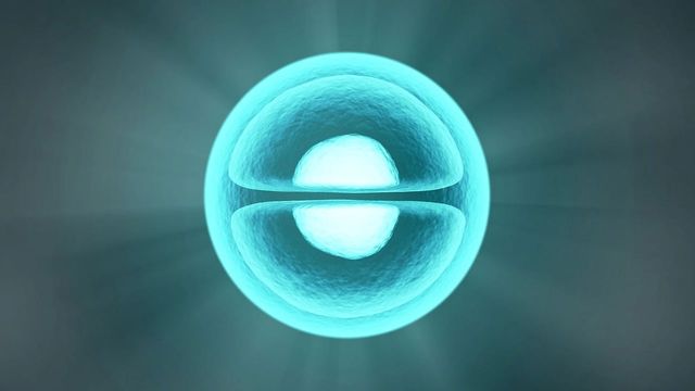 A cell splits into two halves within a circle. 
