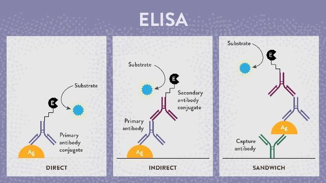 8 Top Tips for ELISA Success