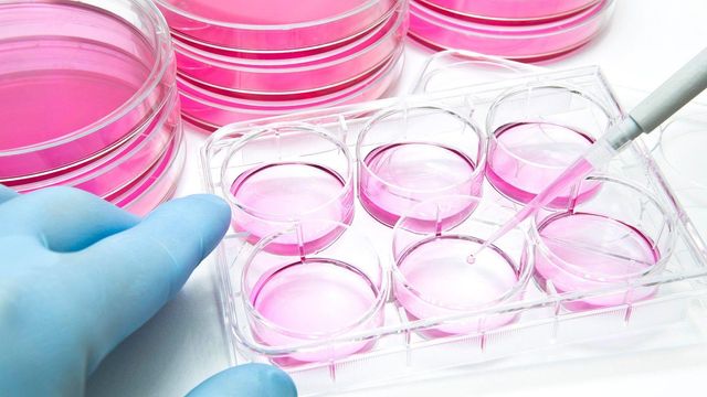 A Guide to Cell Culture Success 