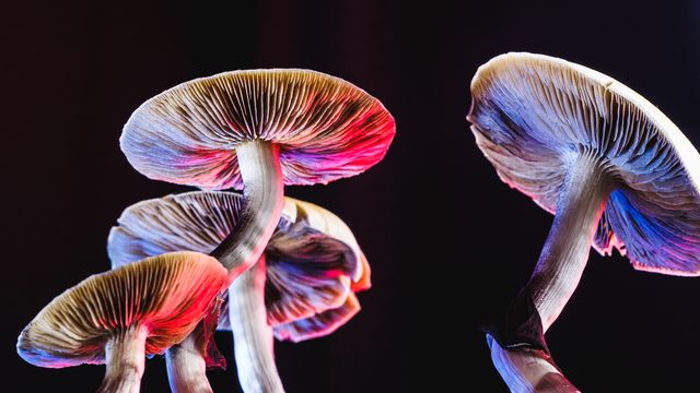 An Introduction to Five Psychedelics: Psilocybin, DMT, LSD, MDMA and Ketamine content piece image 