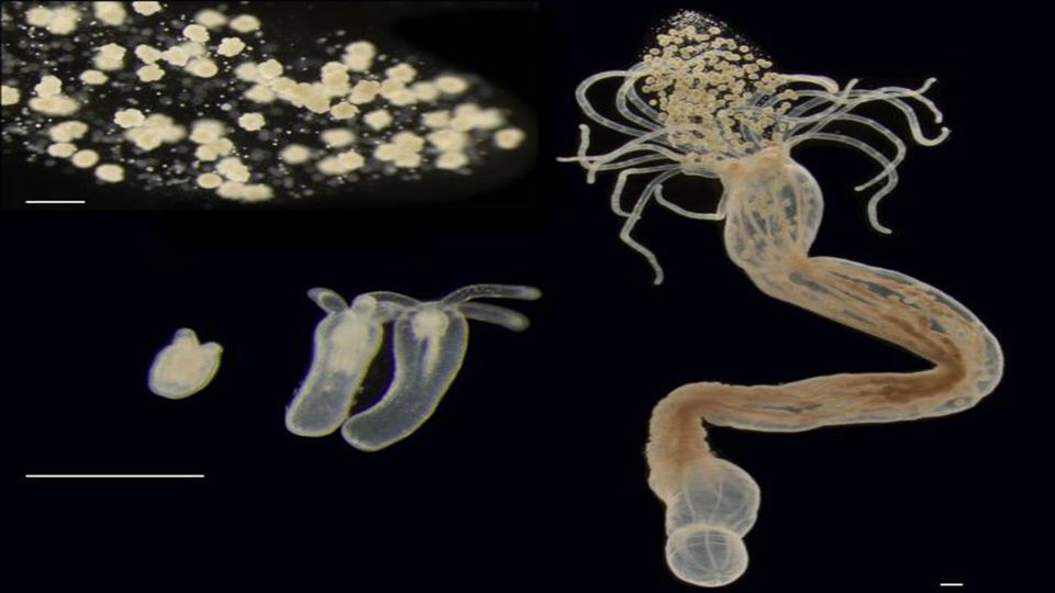 Various stages in the life of the sea anemone Nematostella vectenis.