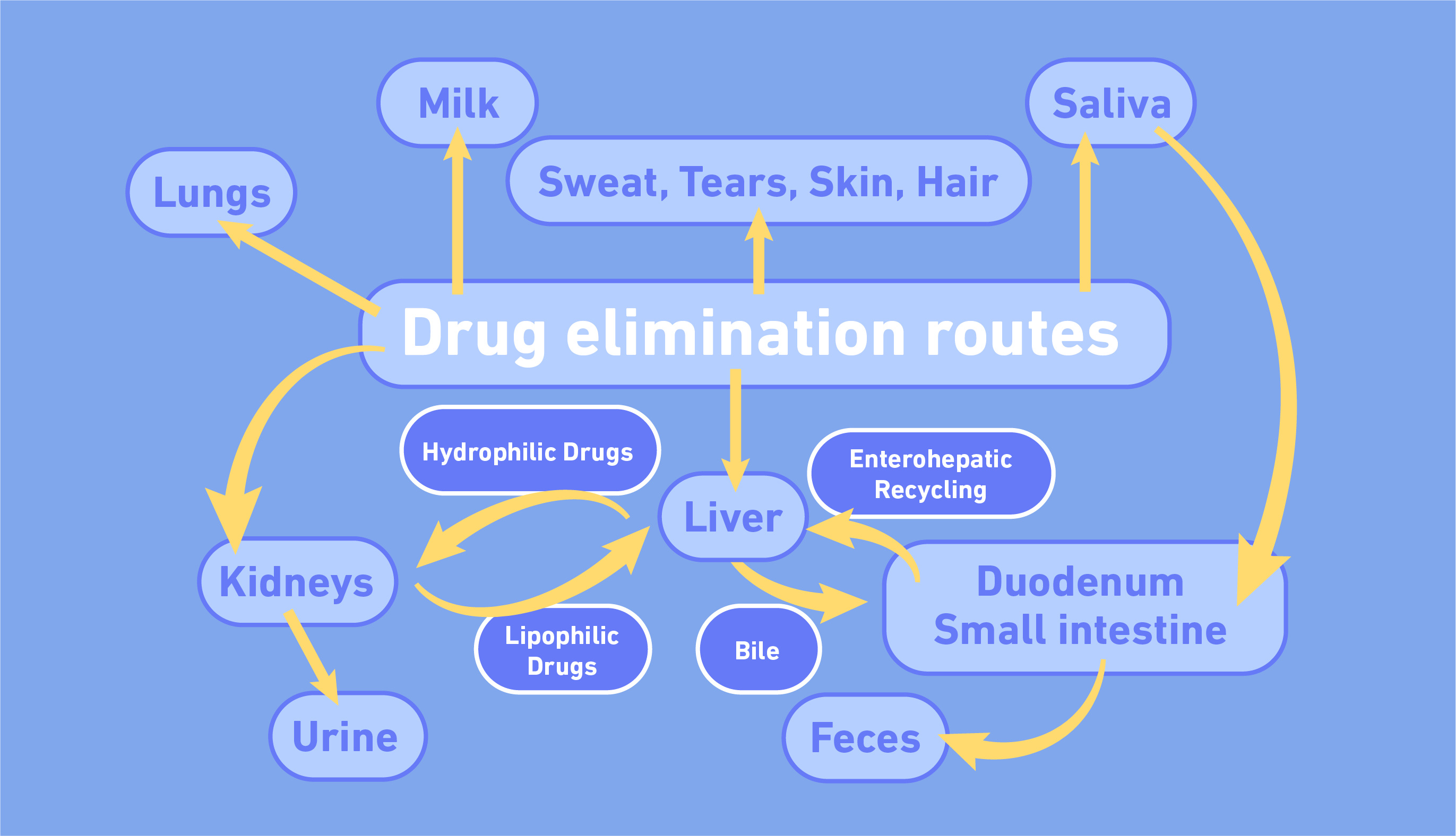 A diagram showing drug elimation routes in the body. 