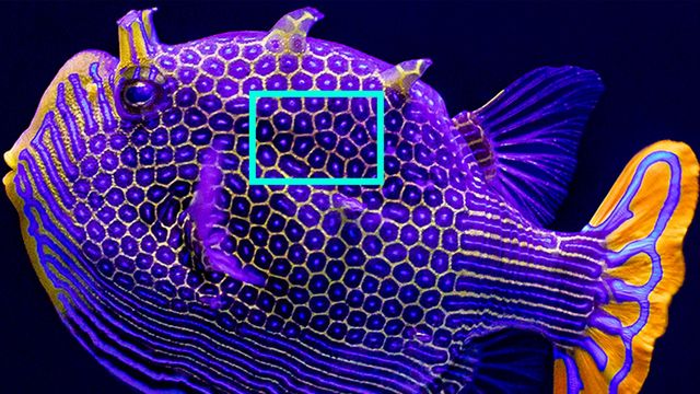 A male Ornate Boxfish (Aracana ornata) 
