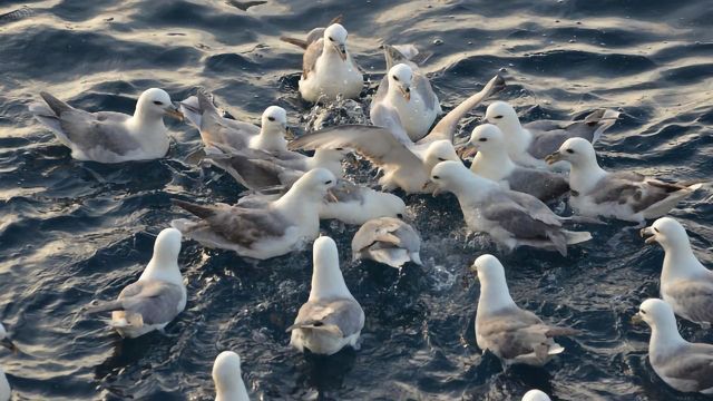 Ingesting Plastics May Release Harmful Chemicals in Seabirds' Stomachs content piece image 