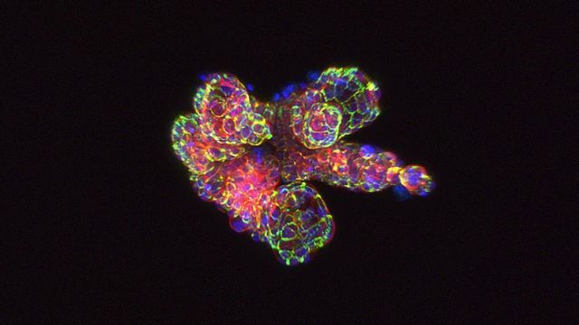 Looking Deeper: Imaging and Analysis of Advanced 3D Cellular Models  content piece image 
