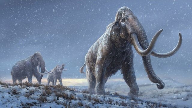 Scientists Extract and Sequence Million-Year-Old Mammoth DNA content piece image 