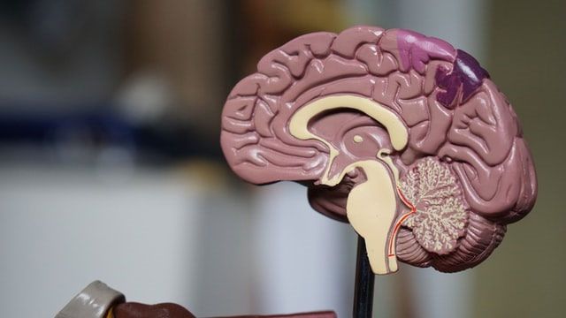 A plastic model of the human brain, bisected to show the internal structures. 