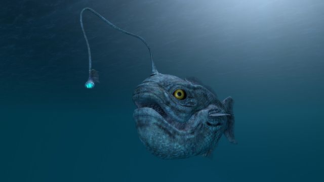 An anglerfish 