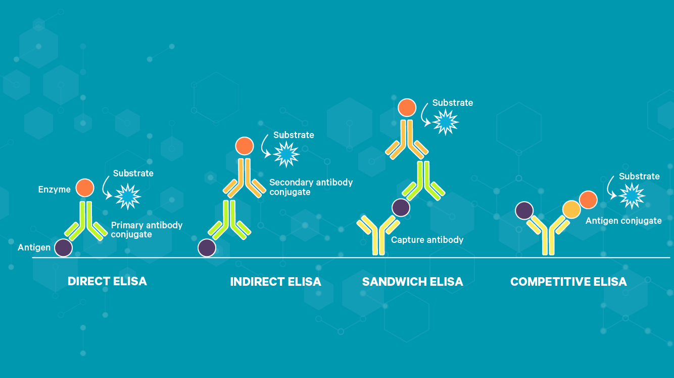 Types of ELISA, showing direct, indirect sandwich and competitive ELISA arrangements.